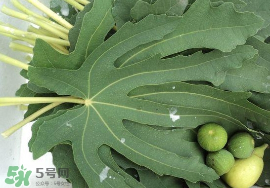 無花果葉子煮水有什么作用？無花果葉泡水喝的功效