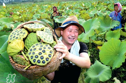 蓮蓬不能和什么同吃？蓮蓬和什么相克？