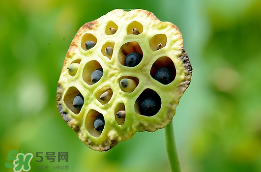 蓮蓬不能和什么同吃？蓮蓬和什么相克？