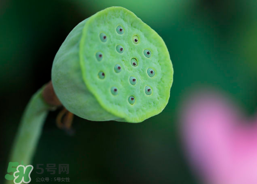 蓮蓬可以放多久？蓮蓬可以放冰箱嗎？