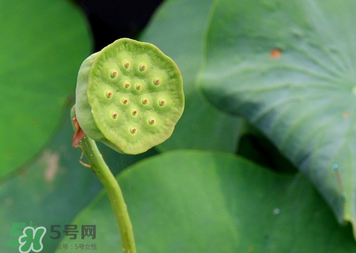 蓮蓬可以放多久？蓮蓬可以放冰箱嗎？
