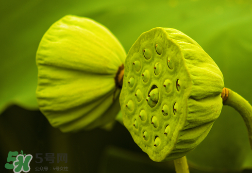 蓮蓬可以放多久？蓮蓬可以放冰箱嗎？