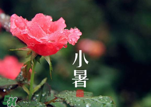 小暑是入伏嗎？小暑是不是入伏？