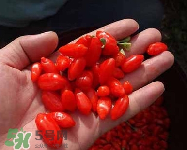 枸杞鮮果屬水果嗎？枸杞鮮果什么味道