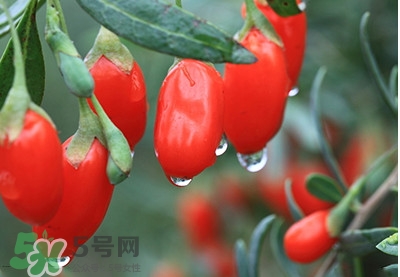 枸杞鮮果怎么保存？枸杞鮮果保鮮期有多久