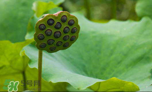 蓮蓬是荷花的什么？蓮蓬是什么意思？
