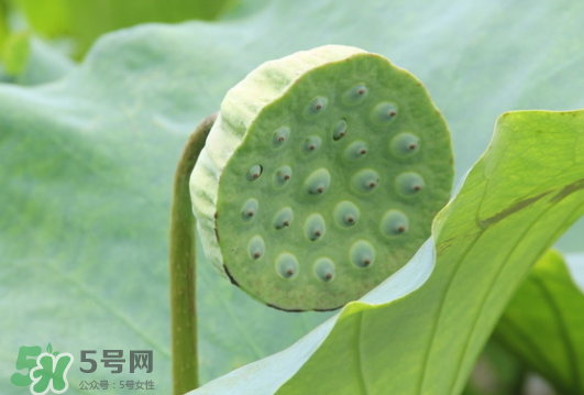 蓮蓬是荷花的什么？蓮蓬是什么意思？