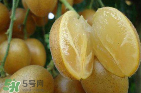 黃皮果品種有哪些？黃皮果哪個品種好吃