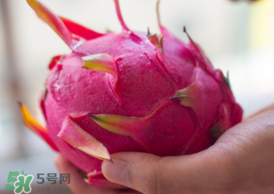 紅心火龍果什么時(shí)候成熟？紅心火龍果什么季節(jié)有？