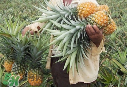 金菠蘿是鳳梨嗎？金菠蘿與普通菠蘿區(qū)別