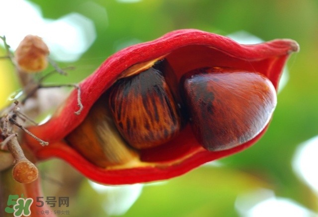 蘋(píng)婆怎么吃？蘋(píng)婆的功效與作用