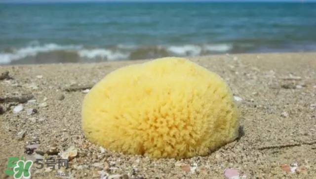 Rosenfeld海綿好用嗎？Rosenfeld海綿怎么樣？