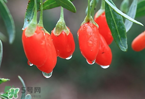 青海和寧夏枸杞哪個好？青海枸杞和寧夏枸杞的區(qū)別