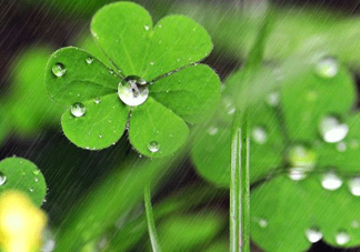 2017年小暑會(huì)下雨嗎？小暑這一天下雨好嗎？
