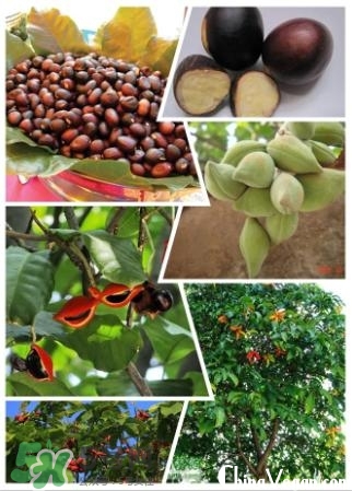 蘋(píng)婆怎么吃？蘋(píng)婆的功效與作用