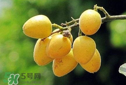 黃皮果品種有哪些？黃皮果哪個品種好吃