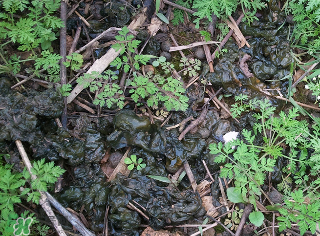 孕婦能吃地耳菜嗎？寶寶能吃地耳菜嗎？