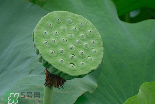 蓮蓬和蓮藕一樣嗎？蓮蓬和蓮藕的區(qū)別