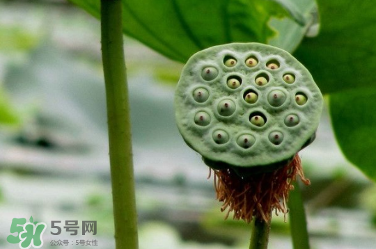 蓮蓬和蓮藕一樣嗎？蓮蓬和蓮藕的區(qū)別
