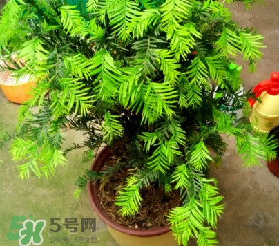 紅豆杉怎么養(yǎng)植？紅豆杉的養(yǎng)殖方法和注意事項(xiàng)