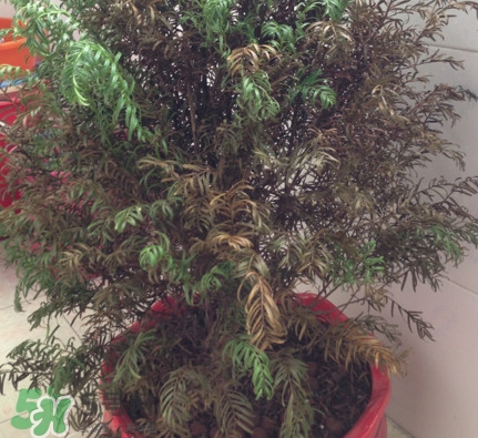 紅豆杉葉子干枯要怎么做？紅豆杉枯萎救治方法