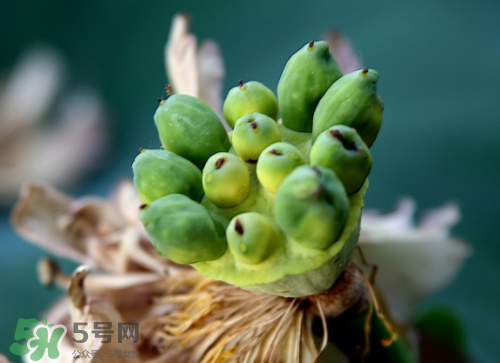 新鮮蓮蓬孕婦能吃嗎？孕婦可以吃新鮮蓮蓬嗎？