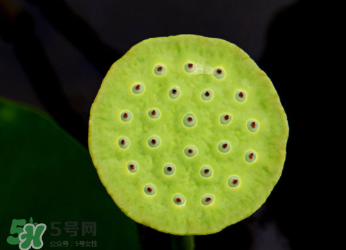 新鮮蓮蓬孕婦能吃嗎？孕婦可以吃新鮮蓮蓬嗎？