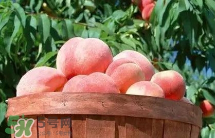 脆桃和軟桃哪個好吃？脆桃跟軟桃有什么區(qū)別？