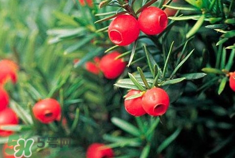 紅豆杉的果實(shí)能吃嗎？紅豆杉都有那些品種？