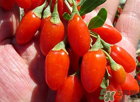 如何辨別枸杞是否新鮮？鮮枸杞可以直接食用嗎