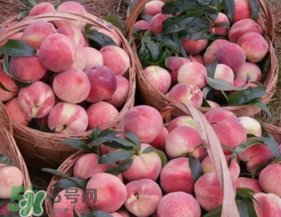脆桃和軟桃哪個好吃？脆桃跟軟桃有什么區(qū)別？