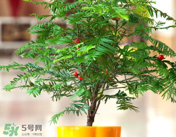 紅豆杉怎么養(yǎng)植？紅豆杉的養(yǎng)殖方法和注意事項(xiàng)