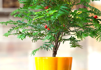 紅豆杉怎么養(yǎng)植？紅豆杉的養(yǎng)殖方法和注意事項(xiàng)