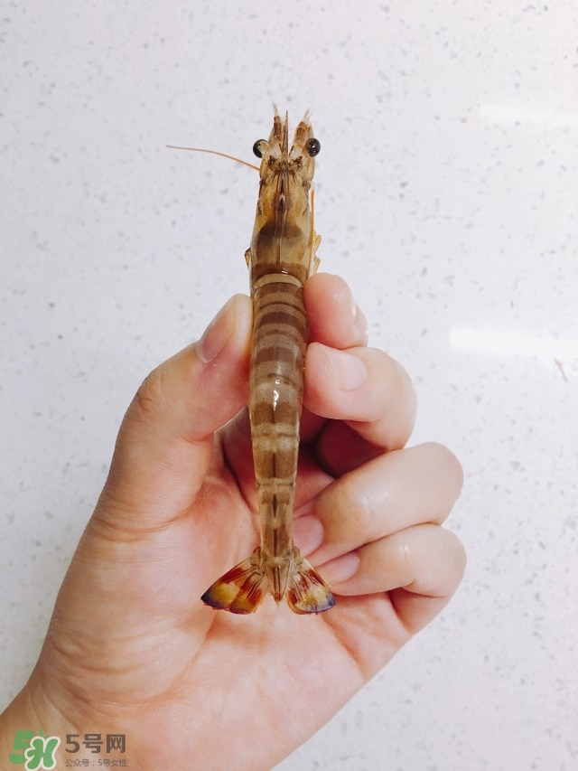 活基圍蝦怎么保存？活基圍蝦怎么處理干凈？