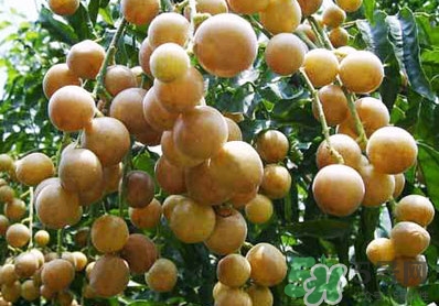 山黃皮就是黃皮果嗎？山黃皮和黃皮果的區(qū)別