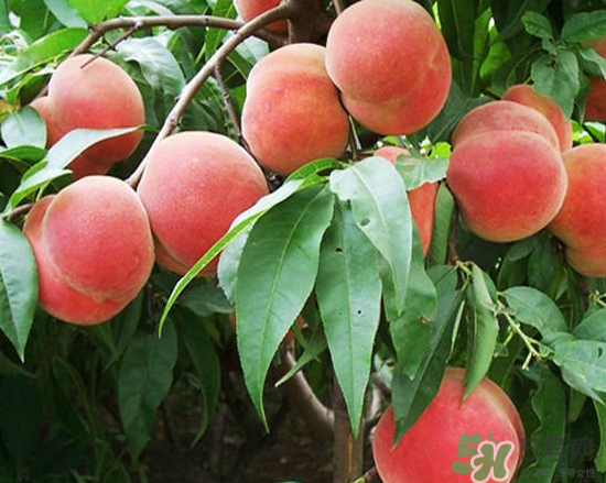 玉米和桃子能一起吃？桃子可以和玉米一起吃嗎？