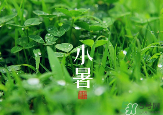 小暑種什么菜？小暑為什么要種牽?；?？