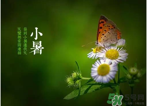 小暑種什么菜？小暑為什么要種牽?；?？