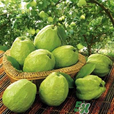 哺乳期可以吃番石榴嗎？哺乳期不能吃什么？