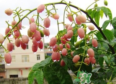山黃皮怎么做好吃？山黃皮有什么藥用價值