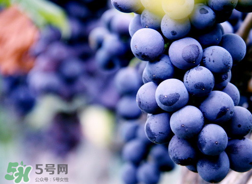 夏黑葡萄幾月成熟？夏黑葡萄幾月份上市？