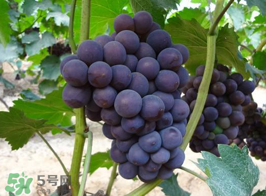 夏黑葡萄多少錢一斤？夏黑葡萄怎么挑選？