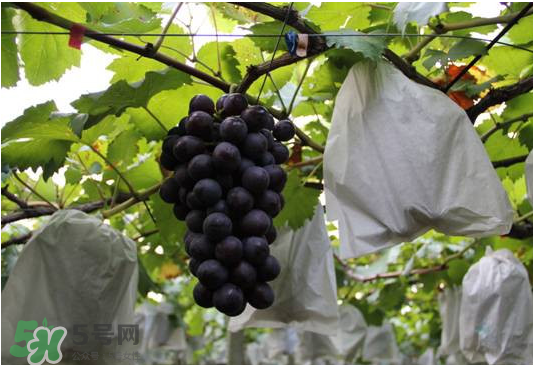 夏黑葡萄怎么洗？夏黑葡萄怎么洗才干凈？