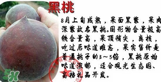 黑桃水果是什么品種？黑桃是酸性還是堿性