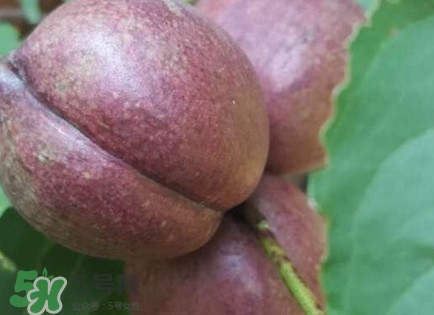 黑桃怎么做好吃？黑桃怎么吃最有營養(yǎng)價(jià)值