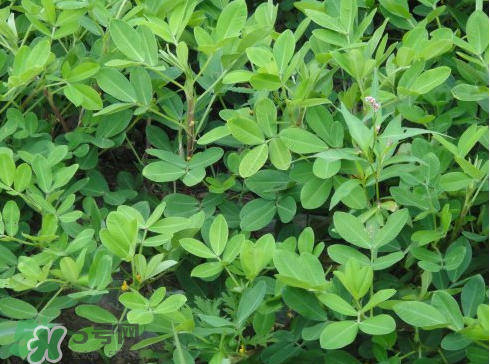 七月份可以種花生嗎？花生七月份可以種植嗎？