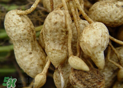 七月份可以種花生嗎？花生七月份可以種植嗎？