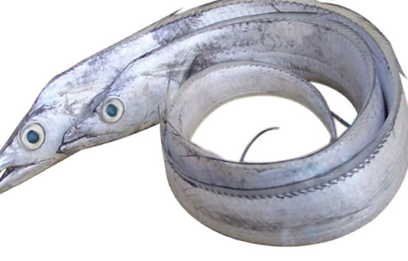 鰻魚是帶魚嗎？鰻魚和帶魚有什么區(qū)別