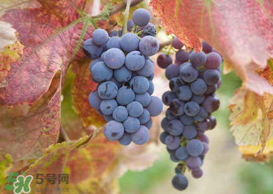 玫瑰香葡萄孕婦能吃嗎？孕婦可以吃玫瑰香葡萄嗎？