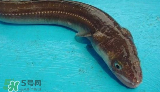 鰻魚多少錢一斤？野生鰻魚多少錢一斤